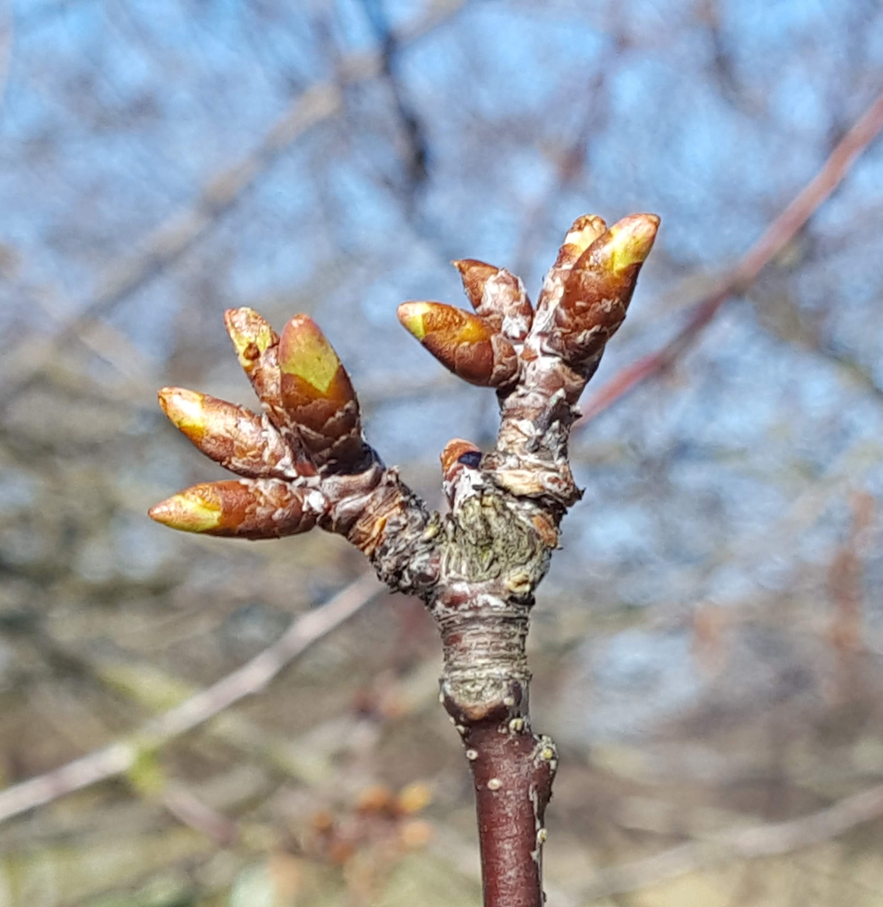 Tart cherries are at green tip